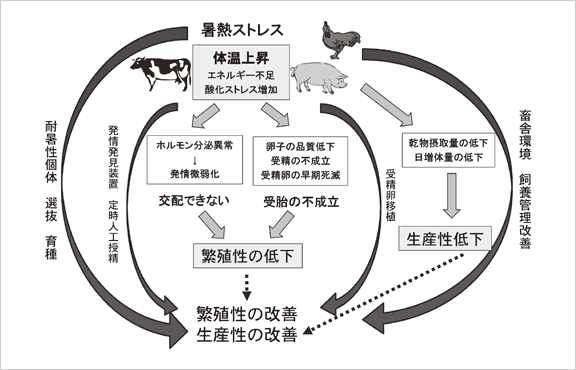 暑熱ストレスが産業動物に与える影響